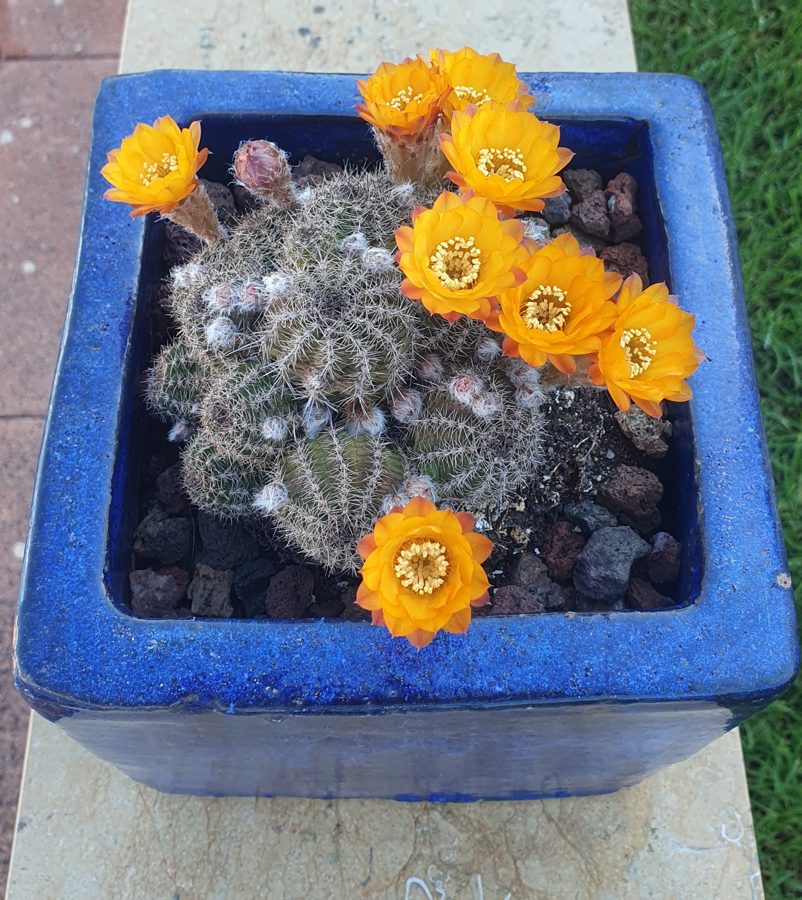 Cactus en flor con nueve flores naranjas, en una maceta cuadrada de cerámica azul